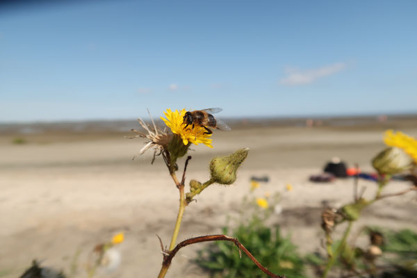 Auch viele Insekten wiedises Schwebfliege leben im Nationalpark Wattenmeer.