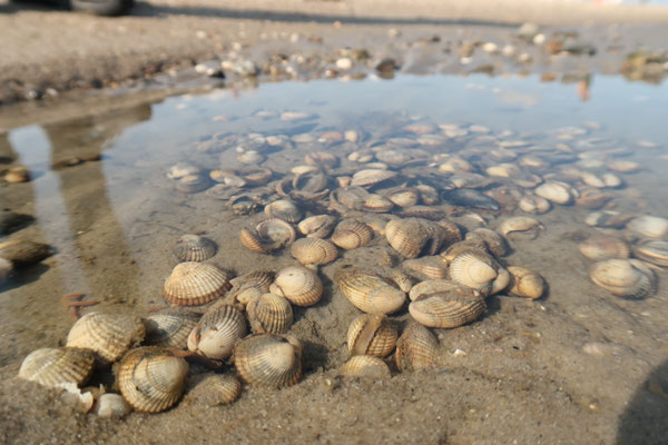 Herzmuscheln kommen häufig im Wattenmeer vor.