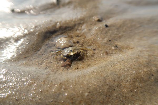 Die Tiere leben oft gut versteckt - wie diese kleine Strandkrabbe.