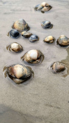Herzmuscheln im Watt