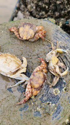 Japanische Felsenkrabben sind recht neu im Wattenmeer