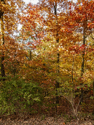 Herbststimmung- Rund um den Halterner Stausee