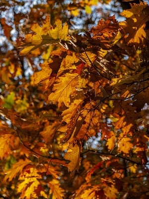 Herbststimmung- Rund um den Halterner Stausee