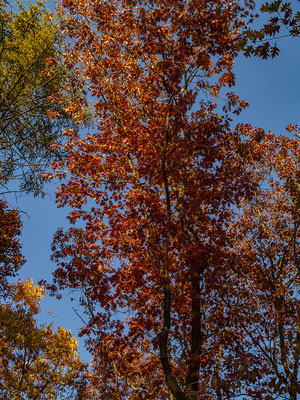 Herbststimmung- Rund um den Halterner Stausee