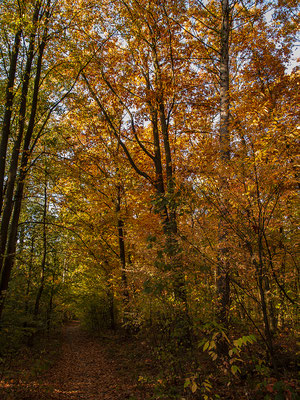 Herbststimmung- Rund um den Halterner Stausee