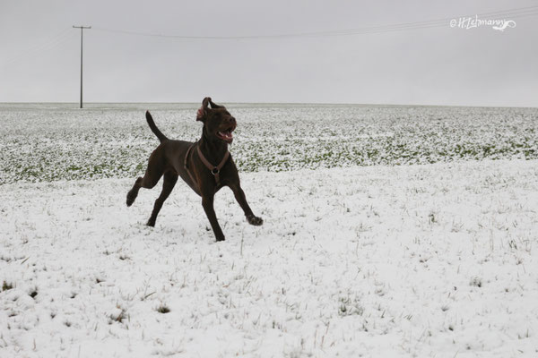 3.3.2016 | Schon wieder Schnee - den Vierbeiner freuts ...