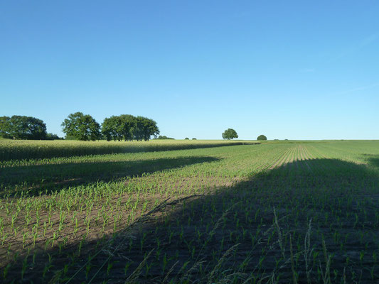 Felder bis zum Horizont