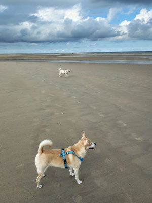 28.09.2025: Thelma und Link haben 6km bei einem Strandspaziergang in Ouddorp zurückgelegt.