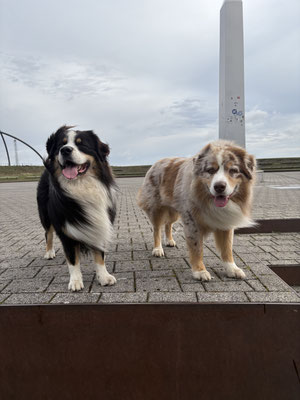 21.09.2025: Scotty und Levi sind 5 km gelaufen. Recklinghausen,  Halde Hoheward bis zur Sonnenuhr  zurück nach Hause.