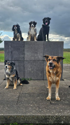 28.09.2024: Benny (3J), Joy (8J), Happy (10J), Carla (10J) und Pebbles (6J) sind 10km vom Hundezentrum Kerpen(Gewerbegebiet Türnich) ins Marienfeld gelaufen.