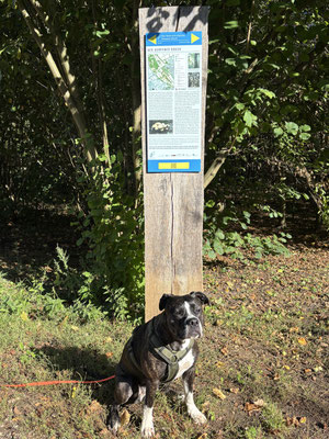 07.09.2025: Finja hat 5 km zurückgelegt. Kerpener Bruch-kleine Erft-Wehr im Broichwald Kerpen