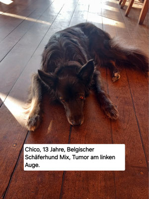18.09.2024: Chico, (13J) ist 0,5km gelaufen, rund um die Wehbers Mühle.
