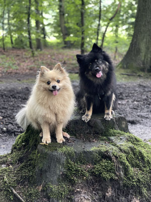 13.09.2024: Neli, (12 J) und Miko, (4 J) sind 3,,4km gelaufen Der führte durch den Wald am ehemaligen Tagebau im Bergheimer Norden entlang.