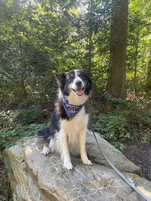 08.09.2024: Queenie (5J) hat eine große Wanderung in Sippenaeken gemacht, über 10km