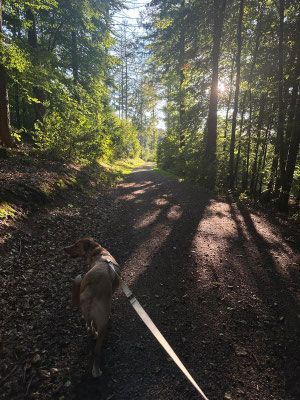 13.09.2025: Luna ist 6,2 km gelaufen. Wanderparkplatz Hohenhagen/Remscheid, Rundstrecke über die Hermannsmühle und den Morsbach durch den Wald zurück.