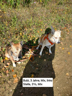 29.09.2024: Bubi,( 3 J) und Stella (3,5J) haben 5,2km bei einem Rundgang im Fortuna Feld zurückgelegt.