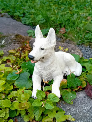 13.09.2025: Baby Shane hat 10 km zurückgelegt auf dem Wolfsweg in Merzig.