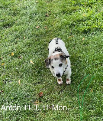 22.09.2025: Anton ist 4,03 km gelaufen. Grünanlage am Sportzentrum Köln-Weiden, Park hinter der Weidenhof-Residenz, incl. Hochwall