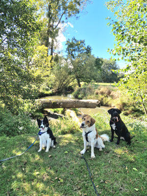 08.09.2024: Matjes (2,5J), Peaches (2J) und Queenie (5J) haben eine Hügelwanderung entlang der Geul, quer über einen Golfplatz, einem Campingplatz und einer Kuhwiese gemacht.12,7 km