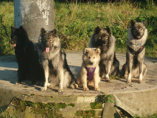 22.09.2024: Maze, Fraggle, Anouk und Bonny  sind 7,03 km gelaufen. Einmal zum Donatusse, drum herum und um den Villenhofer Maar rum zurück. Gestartet am Parkplatz Schorrenberg.