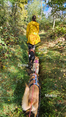 Yoshi, (fast 11 J), Flóki, (6 J) Emma (4 J) Matilda (4 J) waren 5km unterwegs. Vom Parkplatz mitten auf dem Acker bei den Rheurdter Höhen um die Felder, Richtung Wald, durch den Wald und zurück über die Wiese, wieder um die Felder zum Auto. 