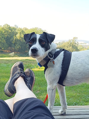 18.09.2024: Miss Elli ist 10km in Bad Camberg Altstadt zum Baumwipfel Wanderweg und zurück gelaufen.