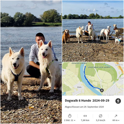 29.09.2024: Dayo, Crisbee, Bella, Lino, Monty und Topas sind ab dem Campingplatz "Rheinblick" in der Urdenbacher Kämpe am Rhein entlang und wieder zurück "gewalkt" 7,66km