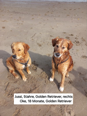 13.09.2024: Jussi (9J) und Oke (18M) Hundefänger Werner war unterwegs. Am Campingplatz "Am Leuchtturm" in Krautsand .Am Strand die Elbe hoch, mit ein paar Umwegen am Deich und durch den Ort, zurück zum Campingplatz. 10km