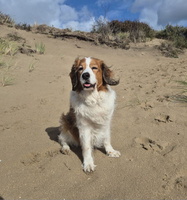 15.09.2025: Lou ist 7,29 km gelaufen. "Wijk aan Zee" durch die Dünen, den Strand entlang und dann wieder durch die Dünen.