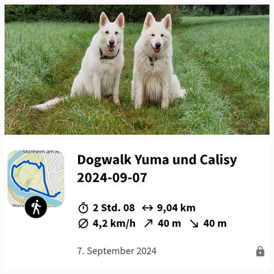 07.09.2024: Yuma (12J) und Calisy (9J) sind eine Runde am Rheinufer von Monheim spazieren gegangen und haben dabei 9 km zurück gelegt.