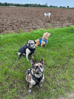 21.09.2025: Bonnie, Alvin, Paula und Ivar sind 3 km an den Feldern und Bauernhöfen vorbei zur Kiesgrube gelaufen.