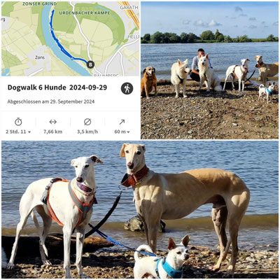 29.09.2024: Bella, Lino und Monty  sind 7,66km gelaufen