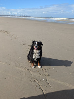 23.09.2025: Luna ist 10 km gelaufen. Strand von Gravenzande in NL
