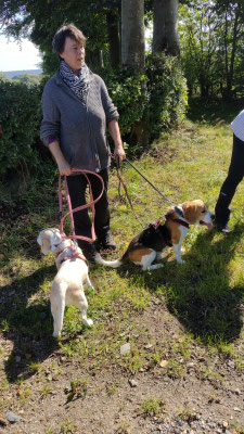 15.09..2024: Andrew (8) und Yola (5) waren mit Frauchen Anja 4,22km rund um Monschau in der Eifel mit der Landesgruppe Mittelrhein des BCD (Beagle Club Deutschland). unterwegs.