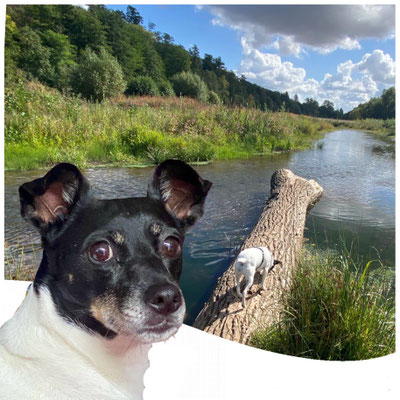 14.09.2025: Das ist Milka, die von Wethen aus der Diemel entlang, nach Germete und zurück über dem Kurpark und Landwirtschaftswegen 6,7 km zurückgelegt hat.