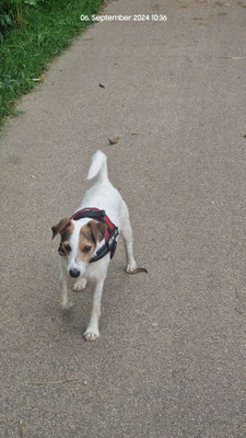 06.09.2024: Buddy (6J) ist 4,8km vom Nachtigallenweg  über Erftflutkanal zum Märchenring ,dann übers Vogelwäldchen zurück spaziert.