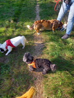 18.09.2025: Oskar war mit seinen Freunden Elfriede, Milo und Louis 3 km in Bergheim unterwegs