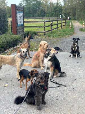 29,09.2024: Hunter, Yuna und Amira sind die Hunde in der Mitte des Fotos.war 7,8km unterwegs. vom Dresurstall Mödrath in Kerpen gestartet und sind rund ums Marienfeld, am Papsthügel vorbei, Richtung Götzenkirchen mit einem Abstecher zum Buisdorfer See. 