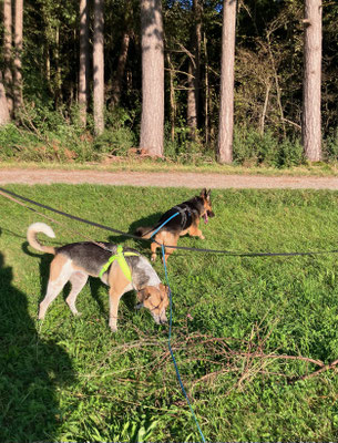 29.09.2024: Milo, (3 J) hat 4,5km durch Wald und Heideflächen im Haunstetter Wald zurückgelegt.