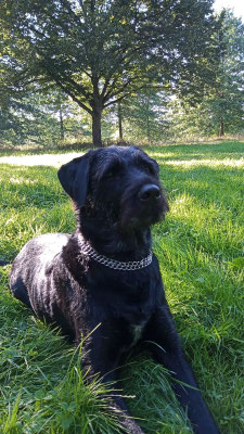 27.09.2025: Luna ist 3,11 km gelaufen. Spaziergang um die Hundewiese "Biesterfeld" in Köln-Vogelsang.