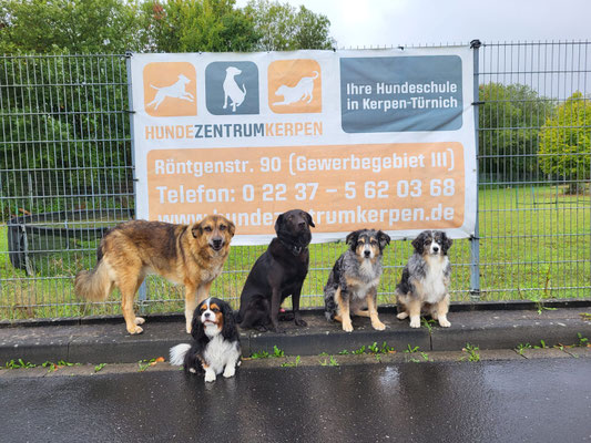 09.09.2025: benny ist 10 km gelaufen.  Vom Hundezentrum Kerpen in Türnich durch das Marienfeld .