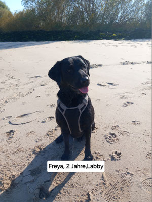 20.09.2024: Freya (2J)  ist 6.9km in Twielenfleth gelaufen
