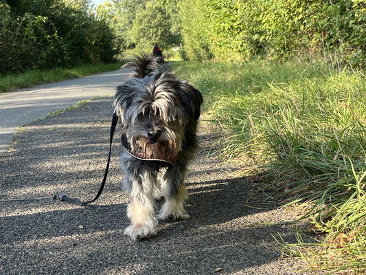 17.09.2024: Zotti (15J)  ist 2,2km von Start: Antwerpener Straße, Kerpen - Überquerung kleine Brücke Richtung Tennishalle/Hubertusbusch - Richtung Aldi / Neu-Manheim - Maisfeldumrundung Richtung Tennishalle - kleine Brücke Antwerpener Straße gegangen