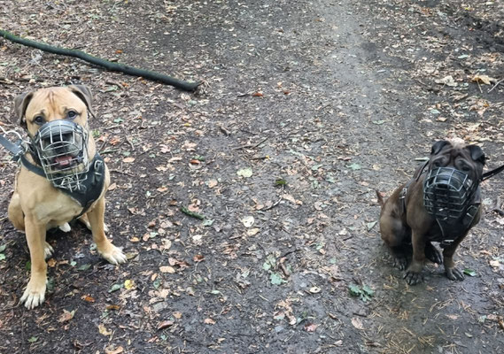 22.09.2023: Manolo ist mit Kobe durch Dünnwald, Paffrath und durch den Wildpark gewandert.