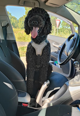 28.09.2024: Caspar, (6J) hat im Urlaub eine schöne Runde durch den Wald zum See und dann weiter durch den Wald auf dem Rundweg zurück gedreht. 4km