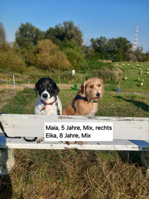 20.09.2024: Maia (5J) und Eika (8J) sind 6.9km in Twielenfleth gelaufen