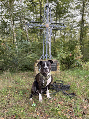29.09.2024: Finja,( 2,5 J) war 7,8km unterwegs. vom Dresurstall Mödrath in Kerpen gestartet und sind rund ums Marienfeld, am Papsthügel vorbei, Richtung Götzenkirchen mit einem Abstecher zum Buisdorfer See. Von dort aus weiter zum Startpunkt.
