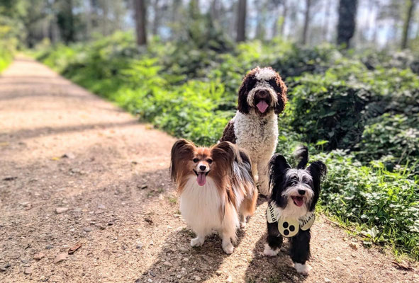 07.09.2024: Pai, Yippie und Tamme-Tell sind mit Frauchen Andrea 6,1 km in Bonn, Kottenforst  "Rundweg" durch den Wald gelaufen.