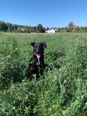 10.09.2024:Loki (2J) hat eine wunderschöne Runde an der Erft zuückgelegt. 4,7km
