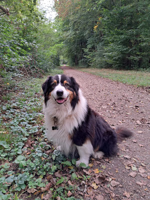 24.09.2025: Freddy ist 9 km gelaufen. Strecke:  Franziskus- , Ober-, Mittel- Untersee in der Ville bei Brühl